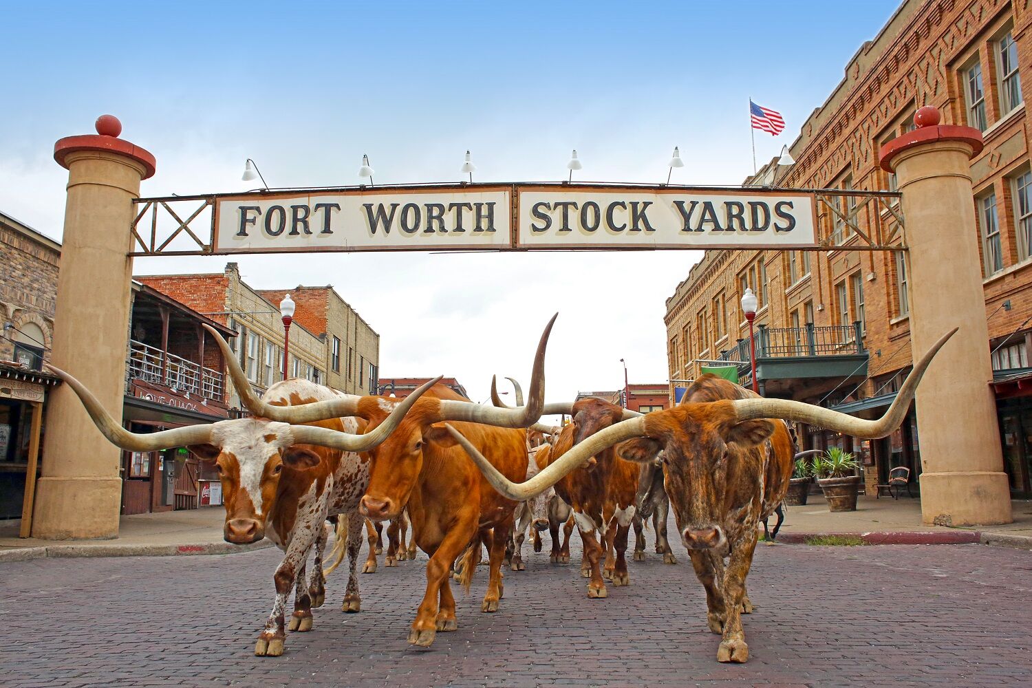 Fort Worth Stock Yards with longhorn cattle
